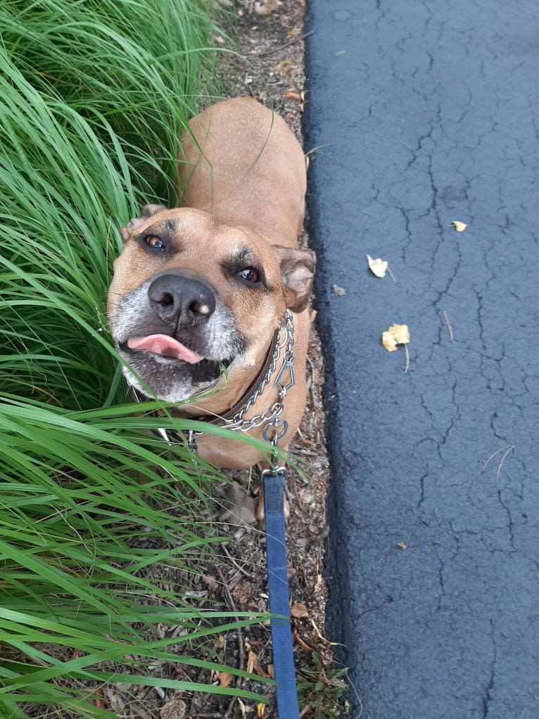 Butkus, an American Pit Bull Terrier and Boxer mix tested with EmbarkVet.com