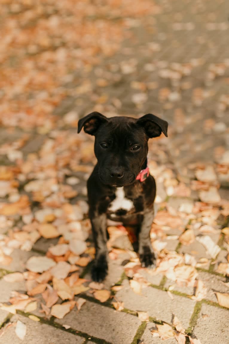 Nala, a Staffordshire Bull Terrier tested with EmbarkVet.com