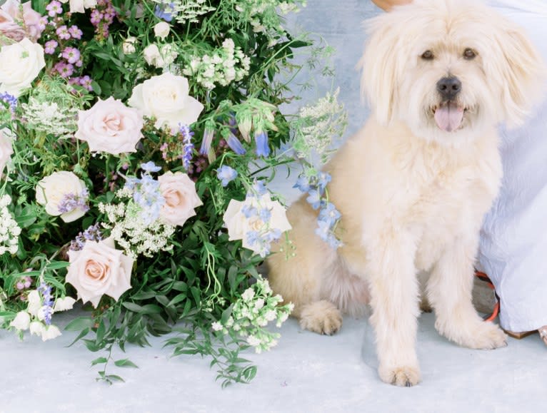 Kimo, a Lhasa Apso and Chow Chow mix tested with EmbarkVet.com