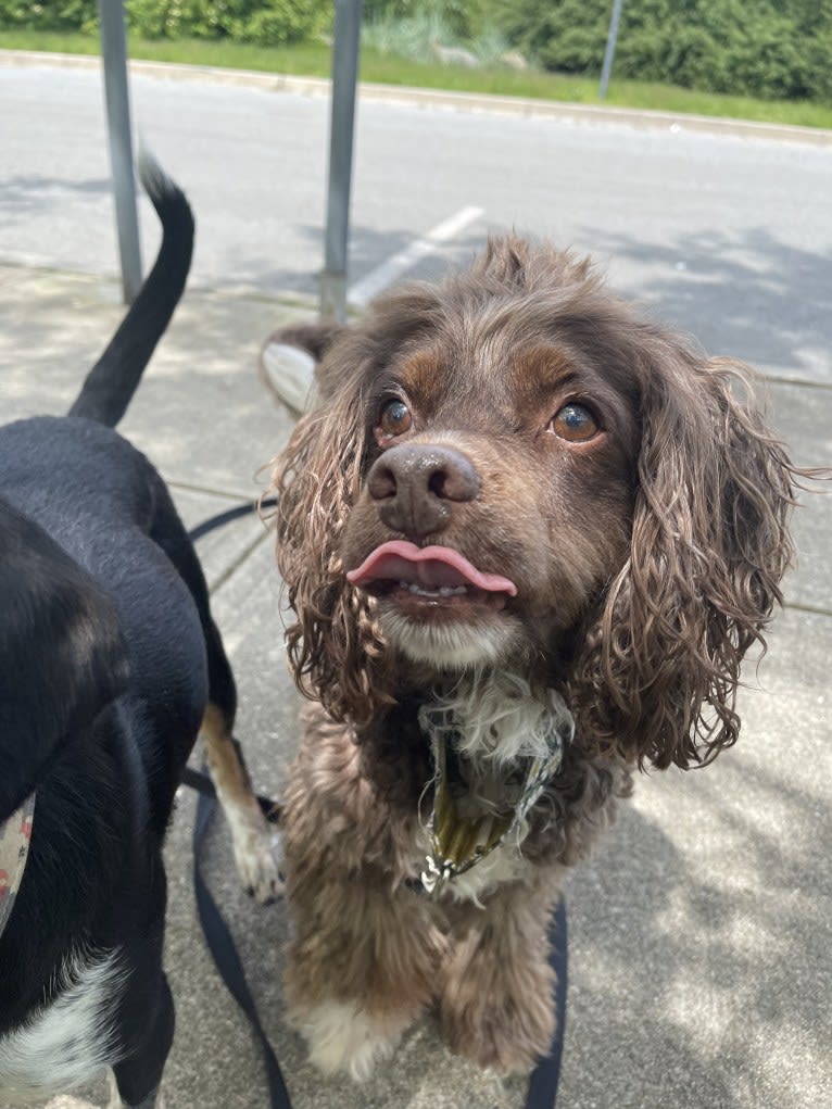 Walter, a Cocker Spaniel and Dachshund mix tested with EmbarkVet.com