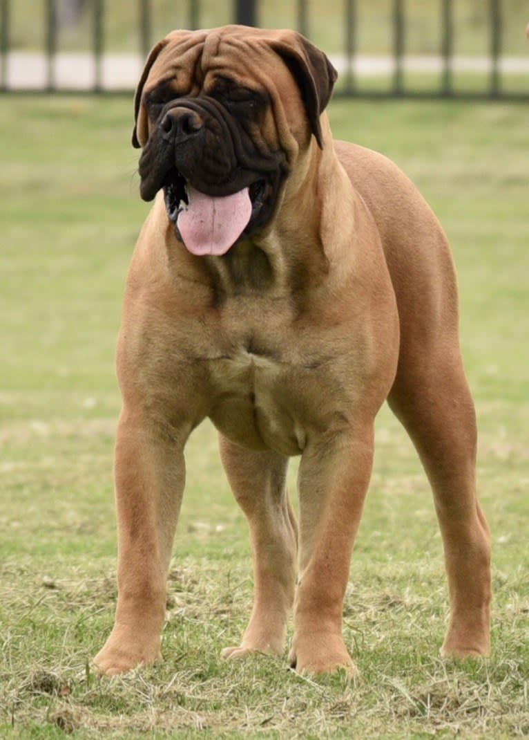 Large Black von T Bone, a Bullmastiff tested with EmbarkVet.com