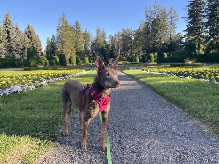 Nora, an Australian Kelpie tested with EmbarkVet.com