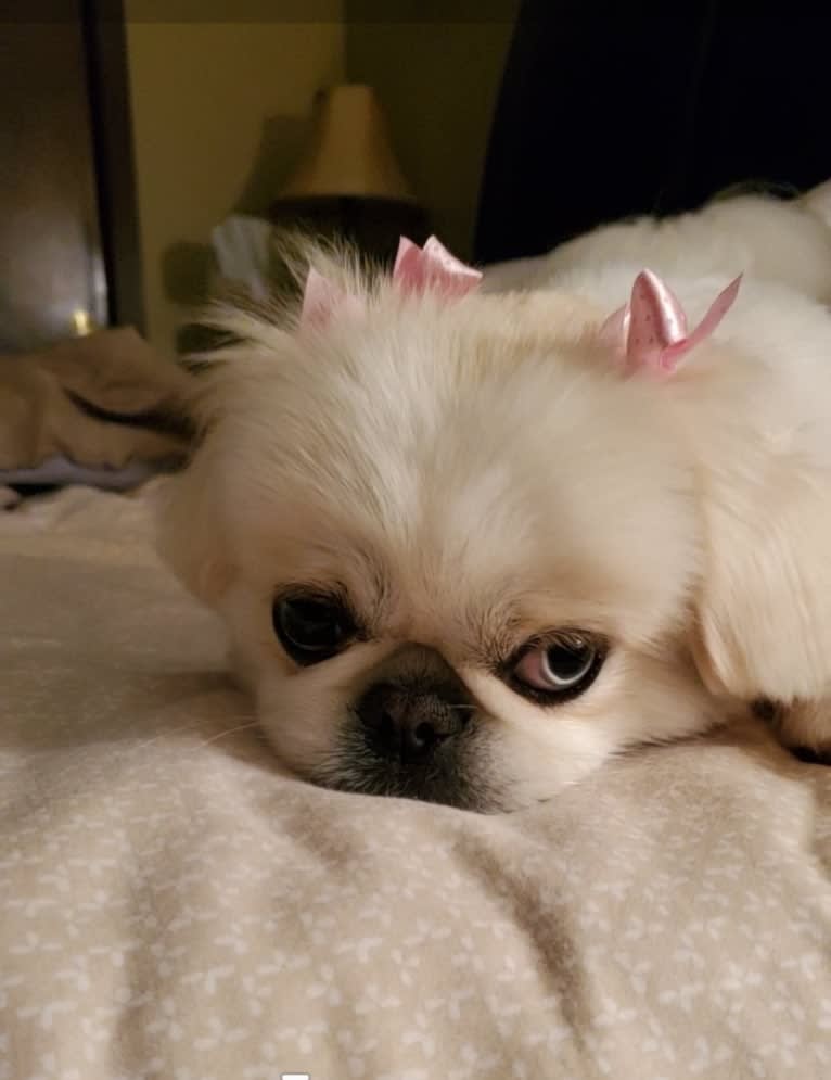 Skye, a Pekingese tested with EmbarkVet.com