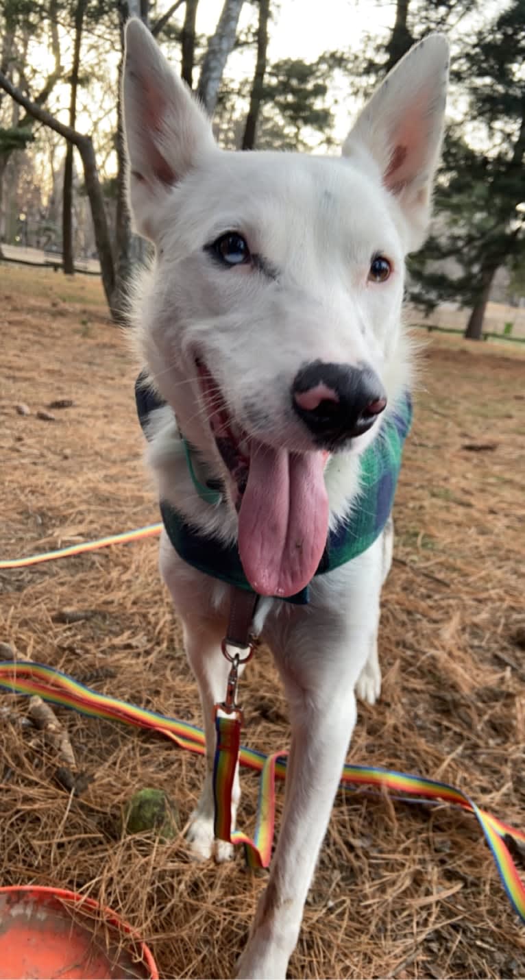 Momo, an Australian Cattle Dog and Australian Shepherd mix tested with EmbarkVet.com