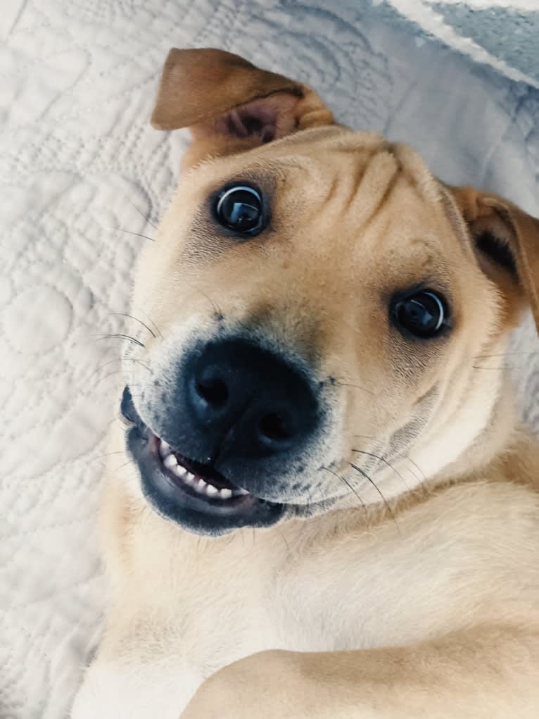 Delilah Pei, a Hong Kong Village Dog tested with EmbarkVet.com