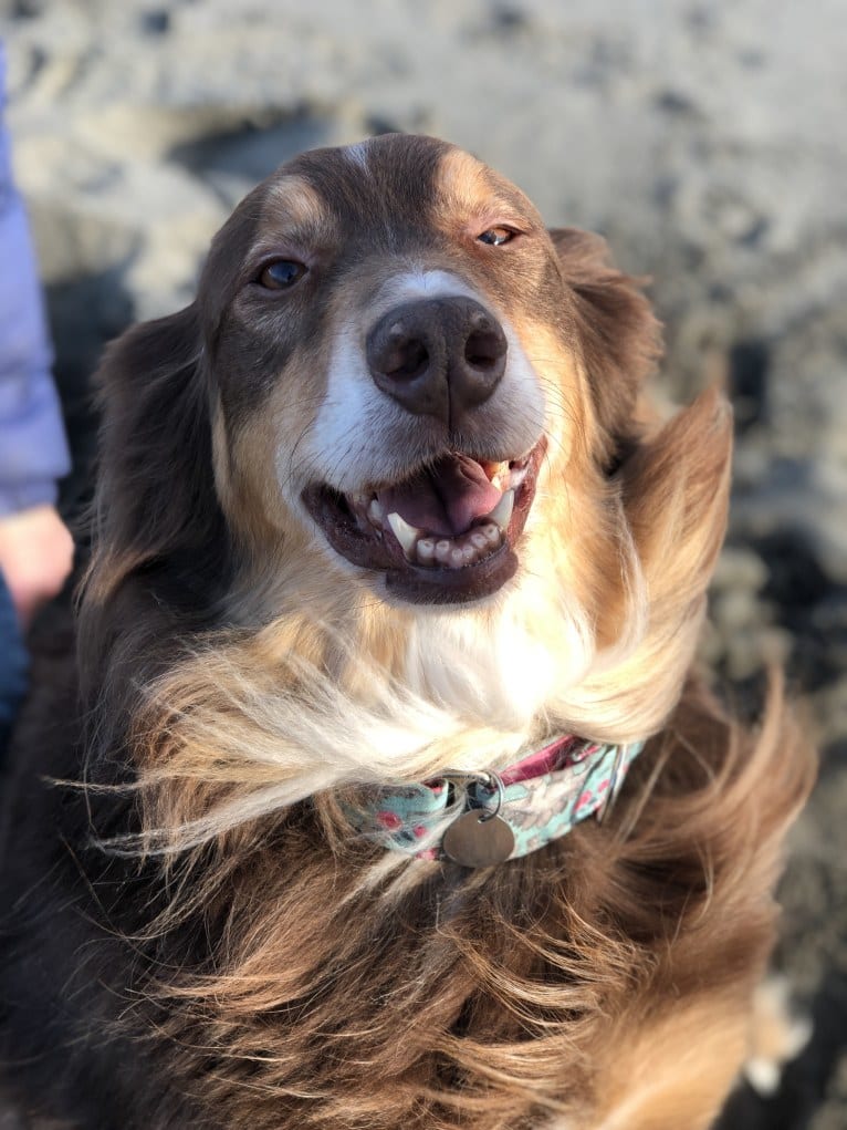 Rosie O'Doggell, an Australian Shepherd and German Shepherd Dog mix tested with EmbarkVet.com