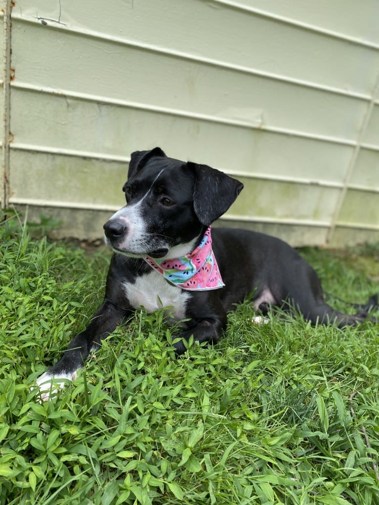 Molly, an American Pit Bull Terrier and Chihuahua mix tested with EmbarkVet.com