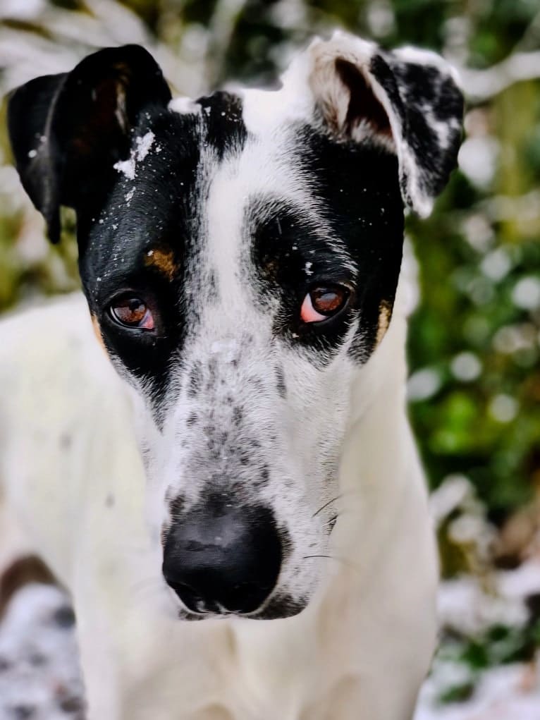 Max, an American Pit Bull Terrier and German Shepherd Dog mix tested with EmbarkVet.com