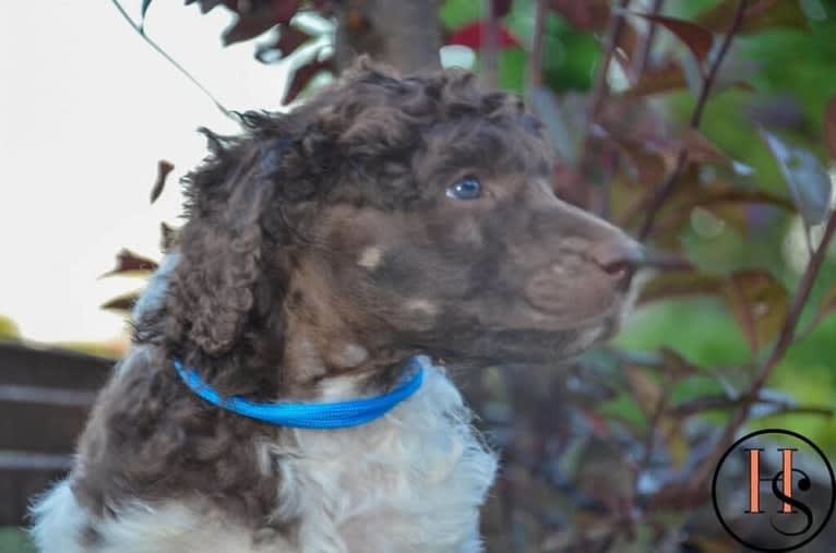 George, a Poodle (Standard) tested with EmbarkVet.com