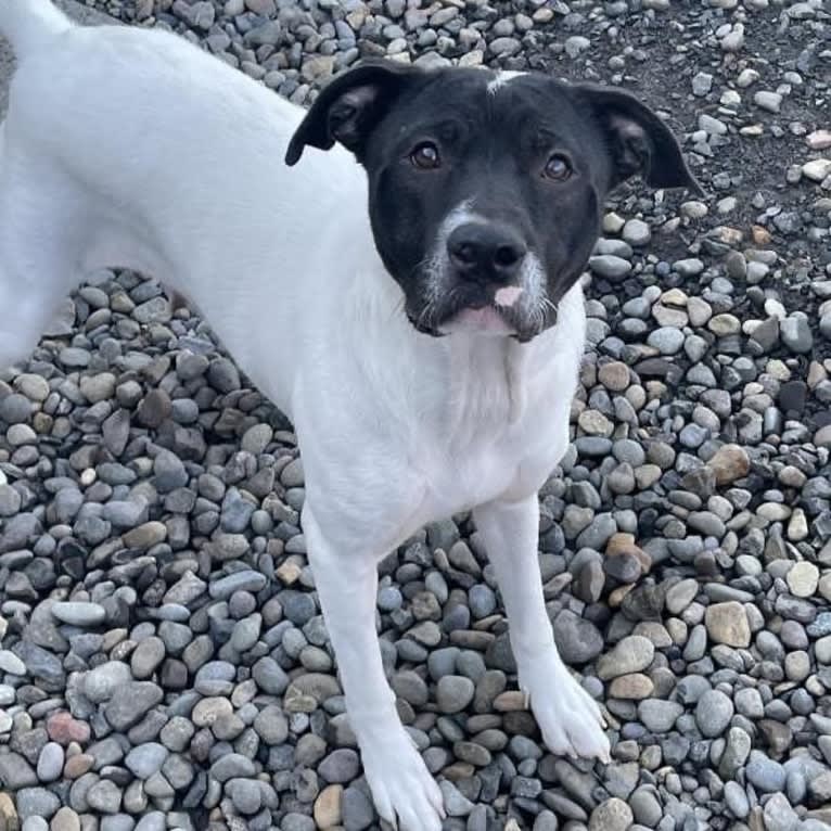 Summer, a Labrador Retriever and American Pit Bull Terrier mix tested with EmbarkVet.com