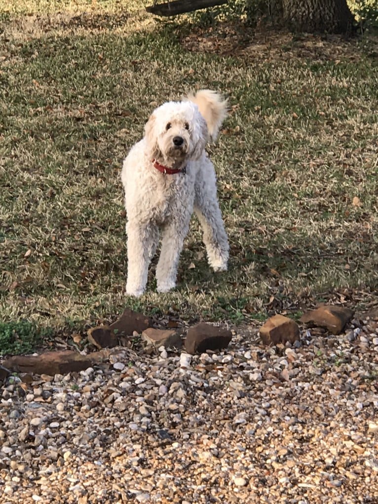 Odell, a Goldendoodle tested with EmbarkVet.com