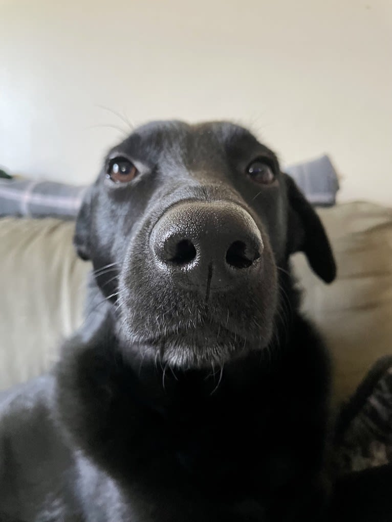 Roxie, a Labrador Retriever and German Shepherd Dog mix tested with EmbarkVet.com