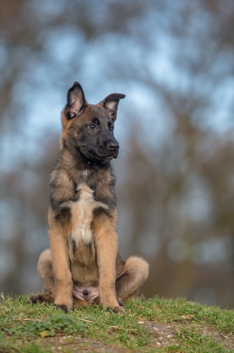 MATTES, a Belgian Shepherd tested with EmbarkVet.com