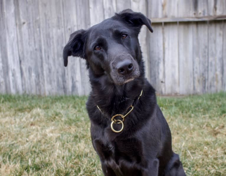 Sheba, a Labrador Retriever and Golden Retriever mix tested with EmbarkVet.com