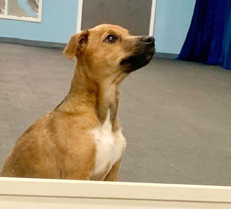 Mighty, a Border Collie and Whippet mix tested with EmbarkVet.com