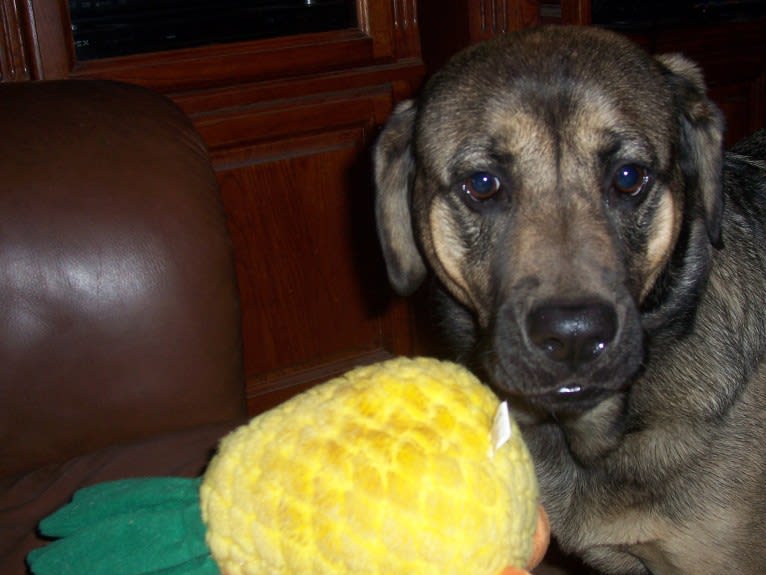 Fiona Emmy-Olivia LaRosa, a Neapolitan Mastiff and Australian Cattle Dog mix tested with EmbarkVet.com