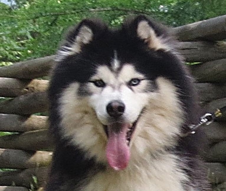 Padfoot, a Siberian Husky tested with EmbarkVet.com