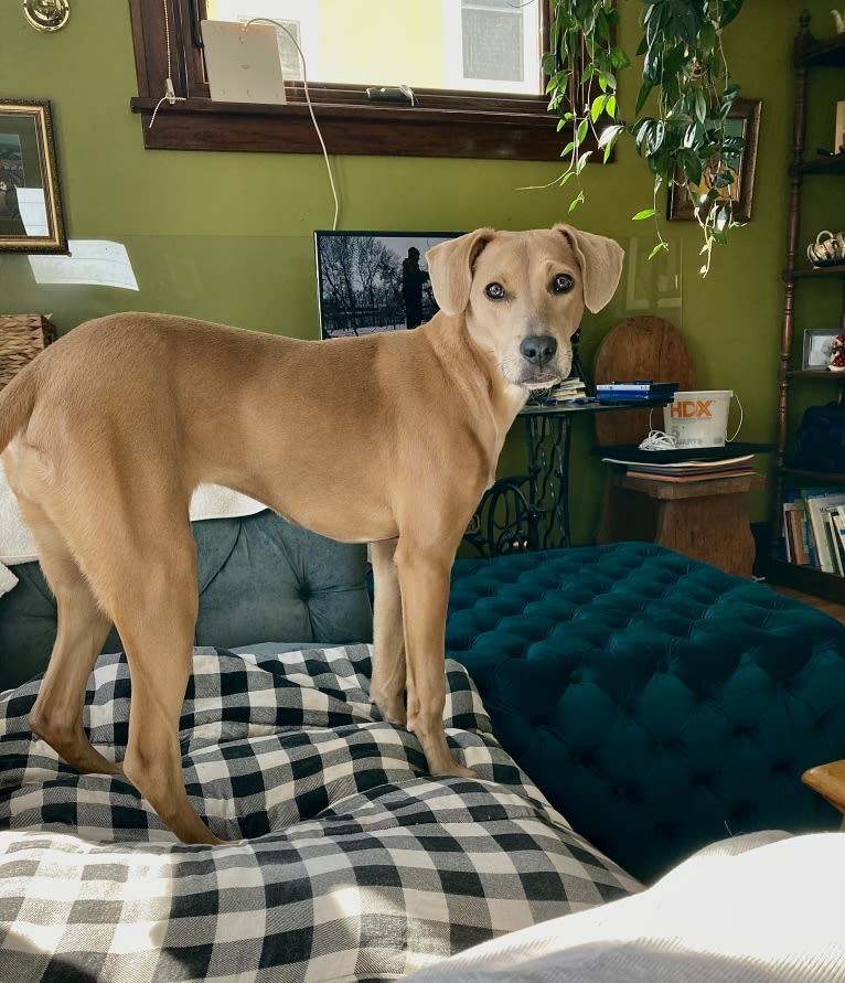 Lila, an American Pit Bull Terrier and Labrador Retriever mix tested with EmbarkVet.com