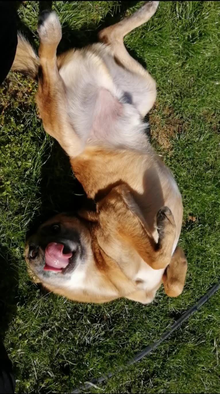 Salvan (fd. Matiz), an Eastern European Village Dog tested with EmbarkVet.com