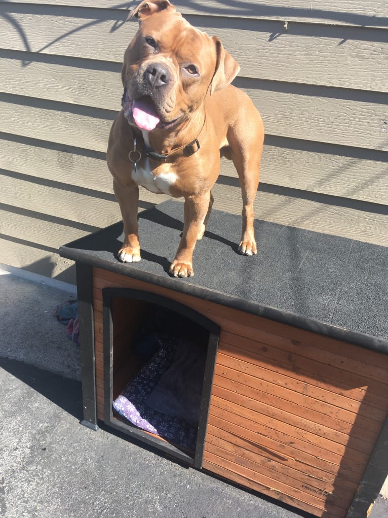 Kobe, an Olde English Bulldogge and American Bulldog mix tested with EmbarkVet.com