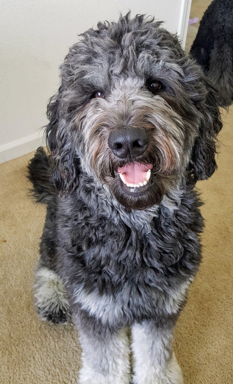 Jake, a Goldendoodle tested with EmbarkVet.com