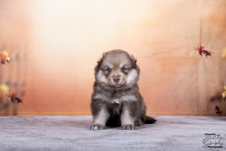 Howling Hurricane's Cliodhna, a Finnish Lapphund tested with EmbarkVet.com