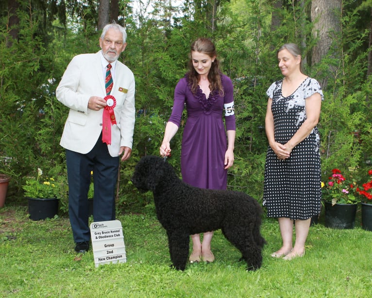 RUBY TUESDAY, a Barbet tested with EmbarkVet.com