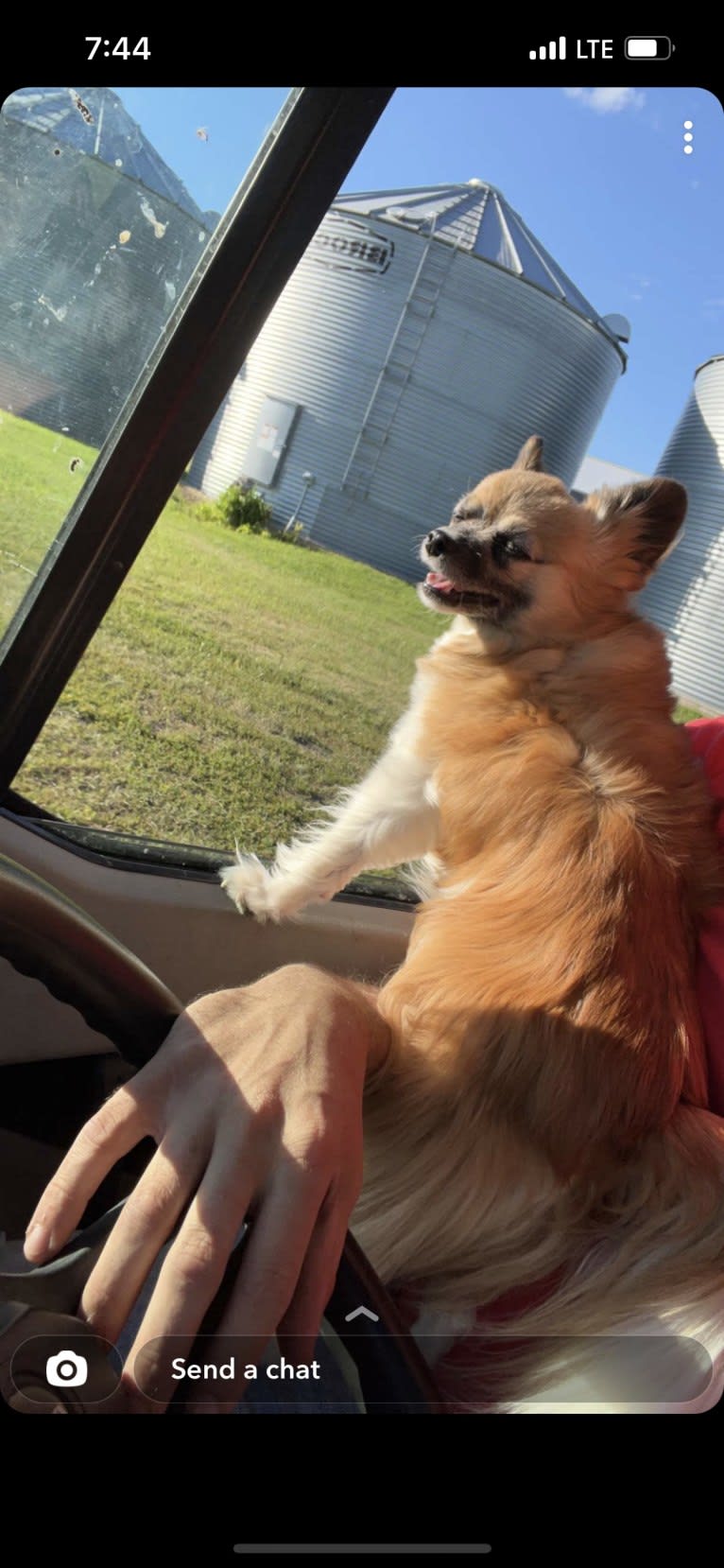 Taz, a Papillon tested with EmbarkVet.com