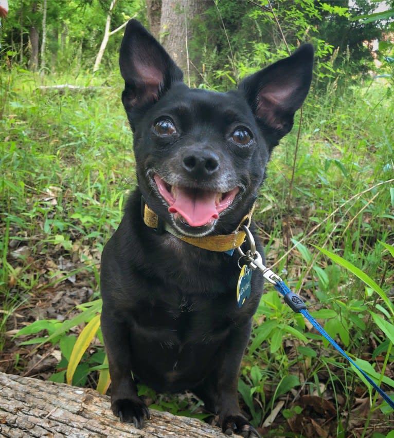 Davina, a Chihuahua and Rat Terrier mix tested with EmbarkVet.com