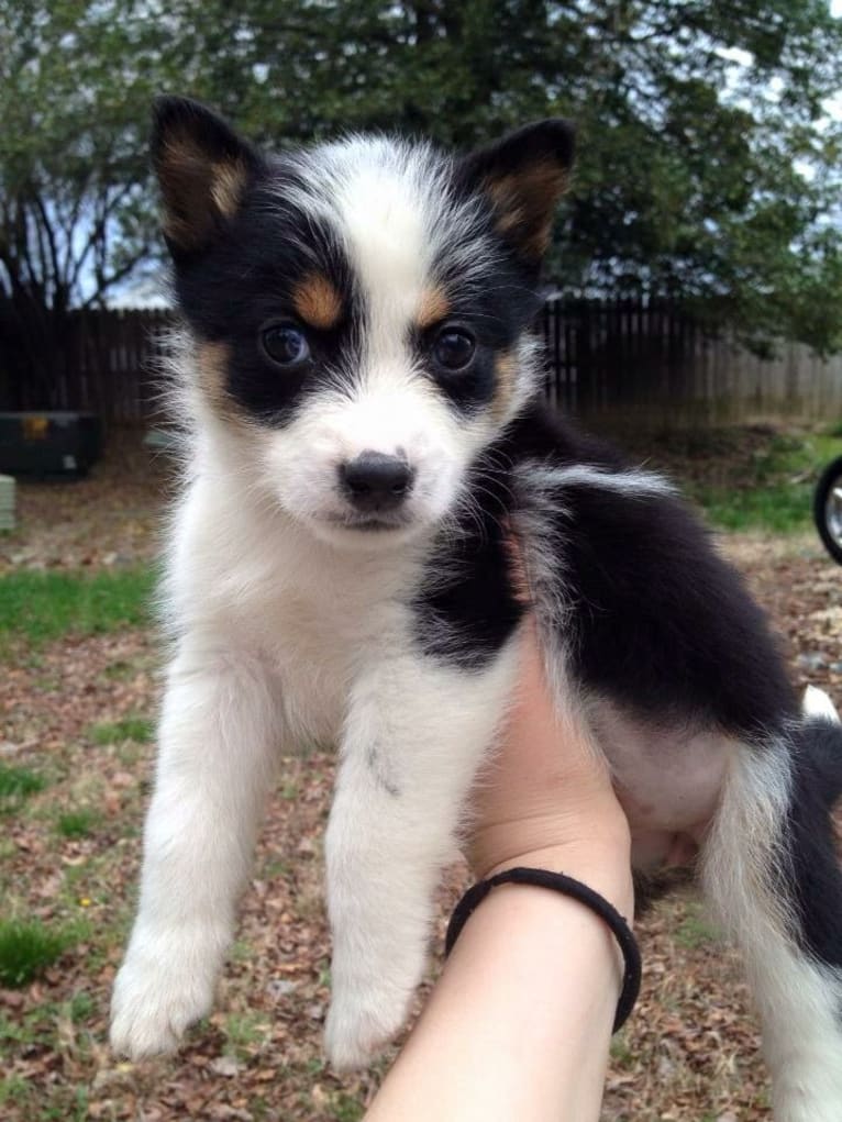 Fable, an Australian Cattle Dog and Siberian Husky mix tested with EmbarkVet.com