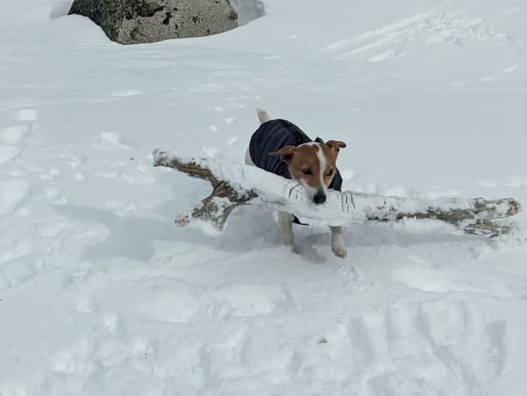 Tazil, a Russell-type Terrier tested with EmbarkVet.com