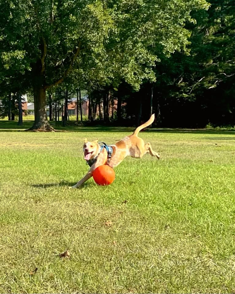 Lou, an Australian Cattle Dog and Australian Shepherd mix tested with EmbarkVet.com