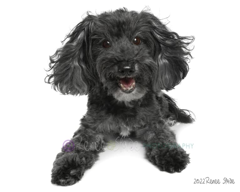 MacGyver, a Havapoo (18.2% unresolved) tested with EmbarkVet.com