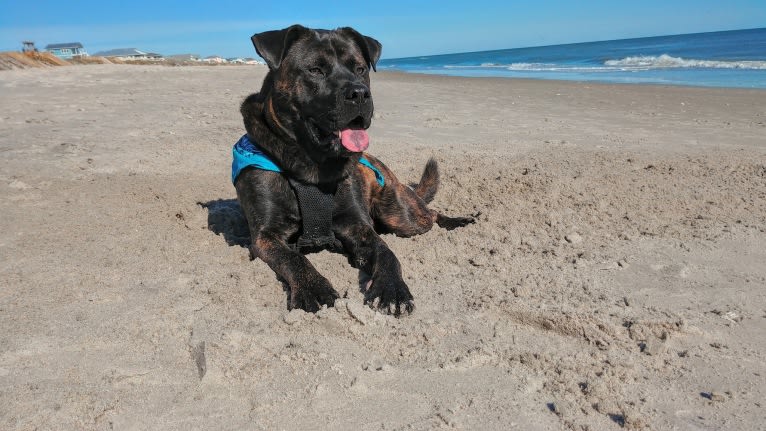 Whiskey Biscuit, a Chow Chow and Boxer mix tested with EmbarkVet.com