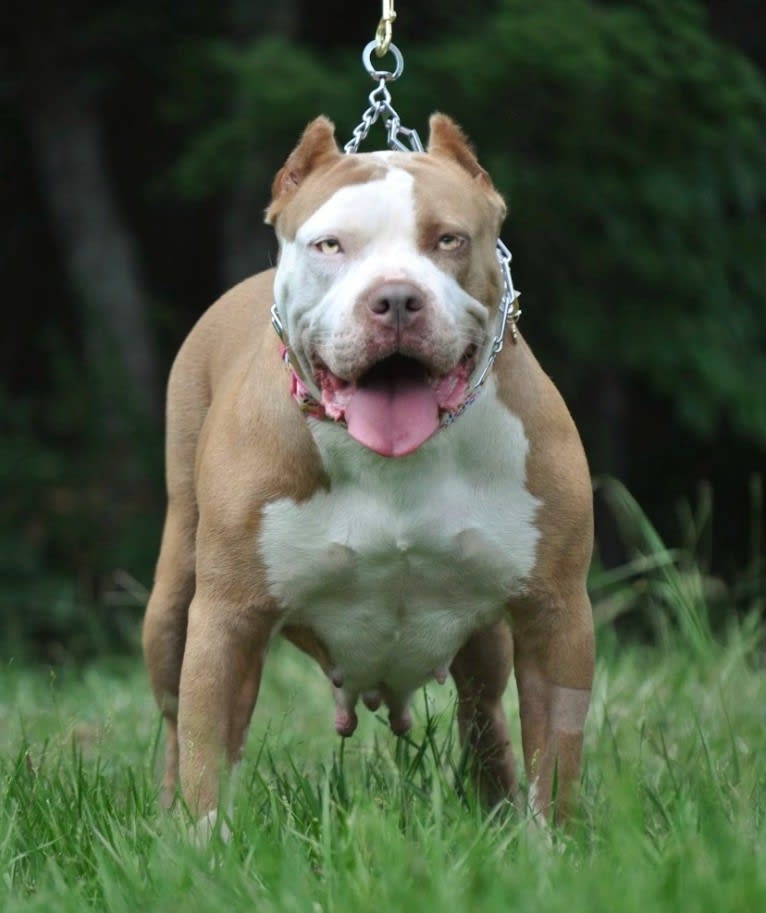 Zira, an American Bully tested with EmbarkVet.com