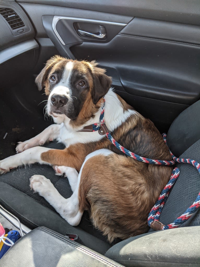 Odin, a Great Pyrenees and American Pit Bull Terrier mix tested with EmbarkVet.com