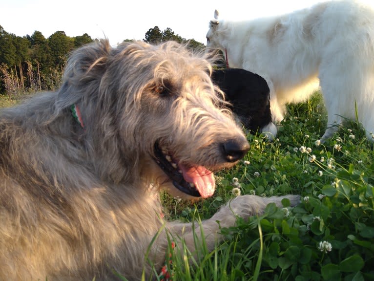 Mouton, an Irish Wolfhound tested with EmbarkVet.com