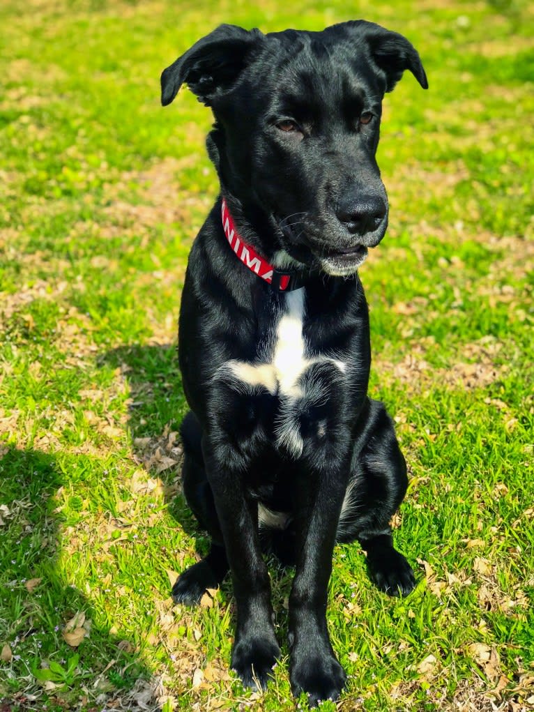Kodak, an Australian Cattle Dog and Chow Chow mix tested with EmbarkVet.com