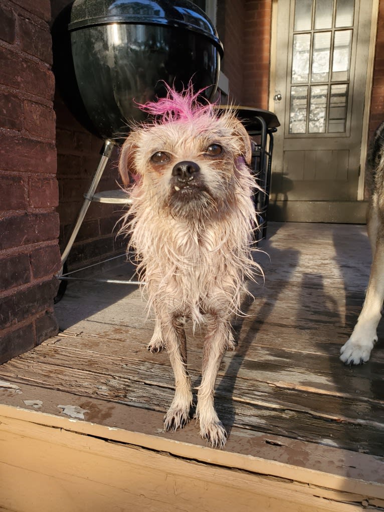 Lacy, a Chihuahua and Pekingese mix tested with EmbarkVet.com