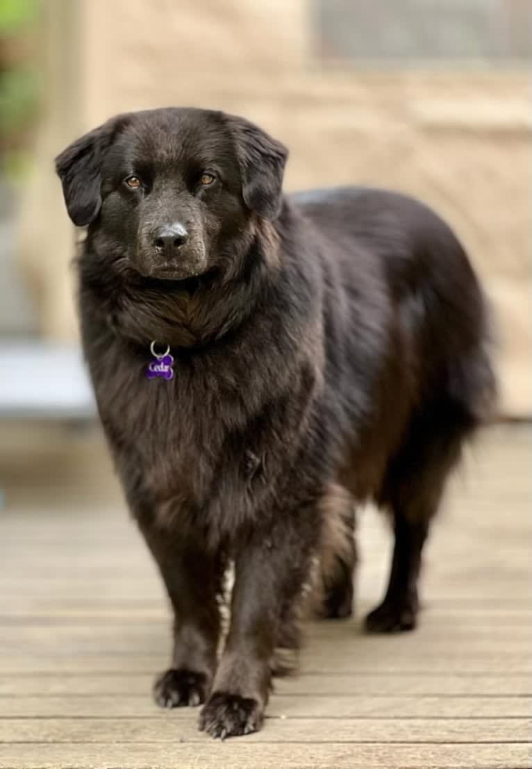 Cedar, a Chow Chow and Llewellin Setter mix tested with EmbarkVet.com