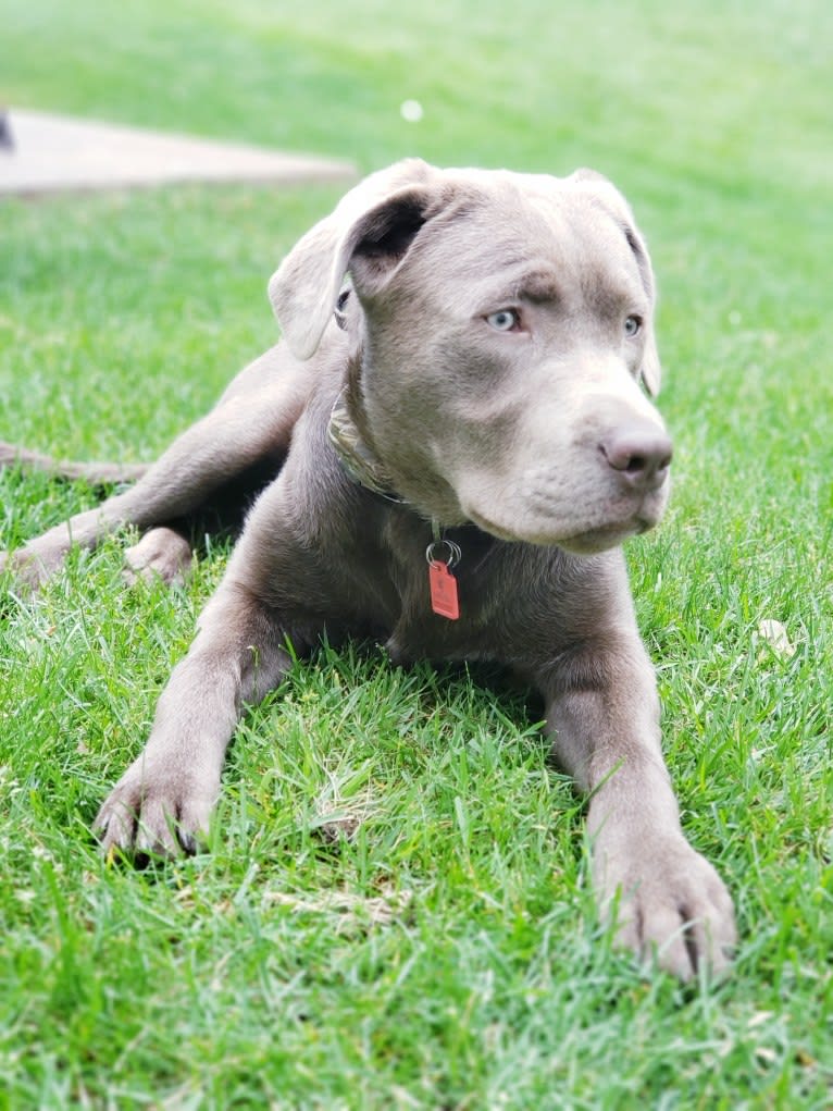 Jordy, a Labrador Retriever tested with EmbarkVet.com