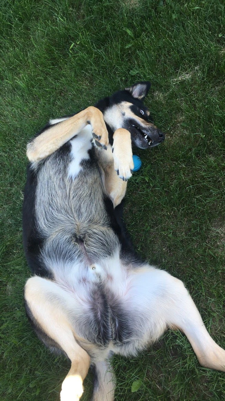 Diesel, a Siberian Husky and Australian Shepherd mix tested with EmbarkVet.com