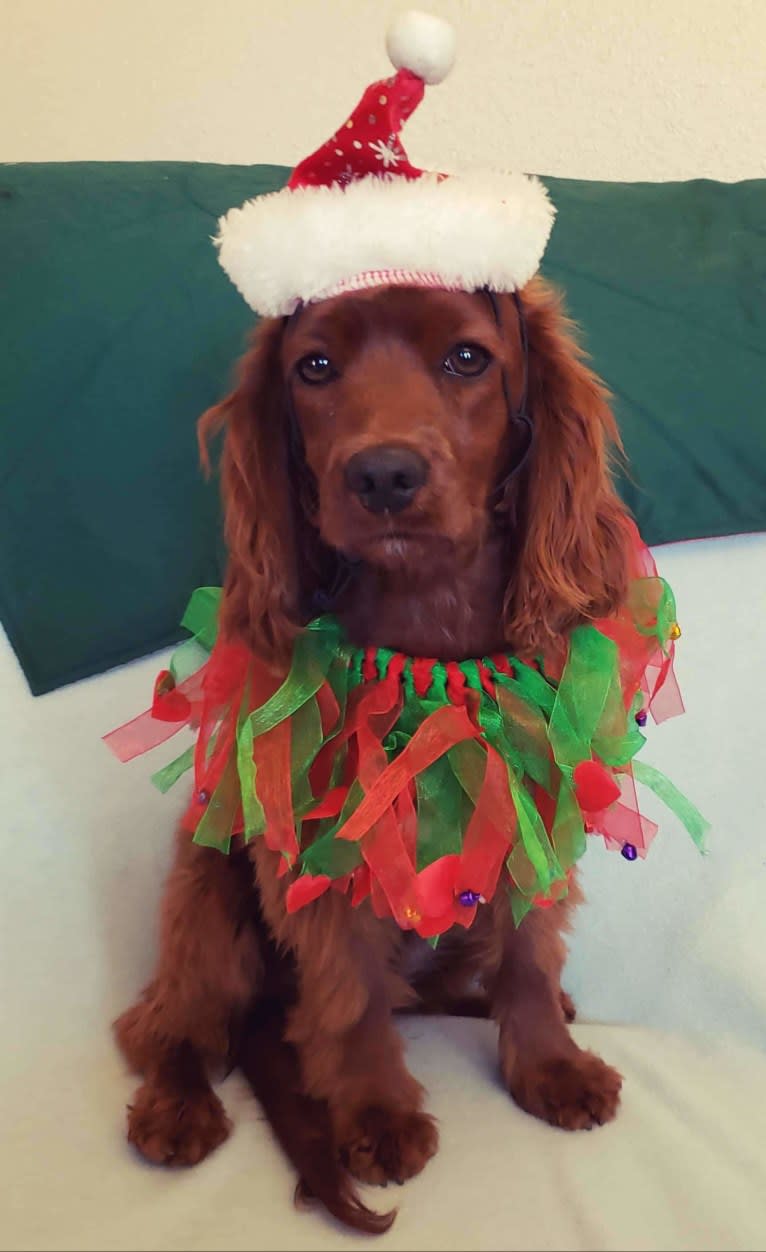 Bree, a Poodle (Small) and Cocker Spaniel mix tested with EmbarkVet.com