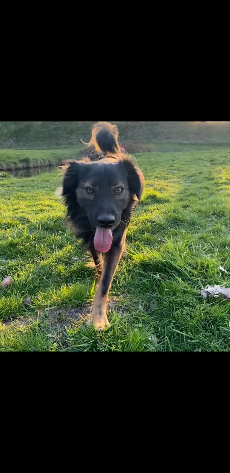 Coco, an Eastern European Village Dog tested with EmbarkVet.com