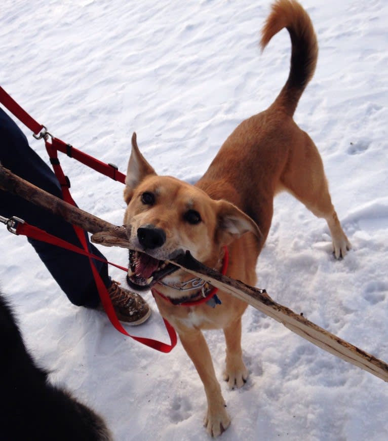 Bradley, a Chow Chow and German Shepherd Dog mix tested with EmbarkVet.com