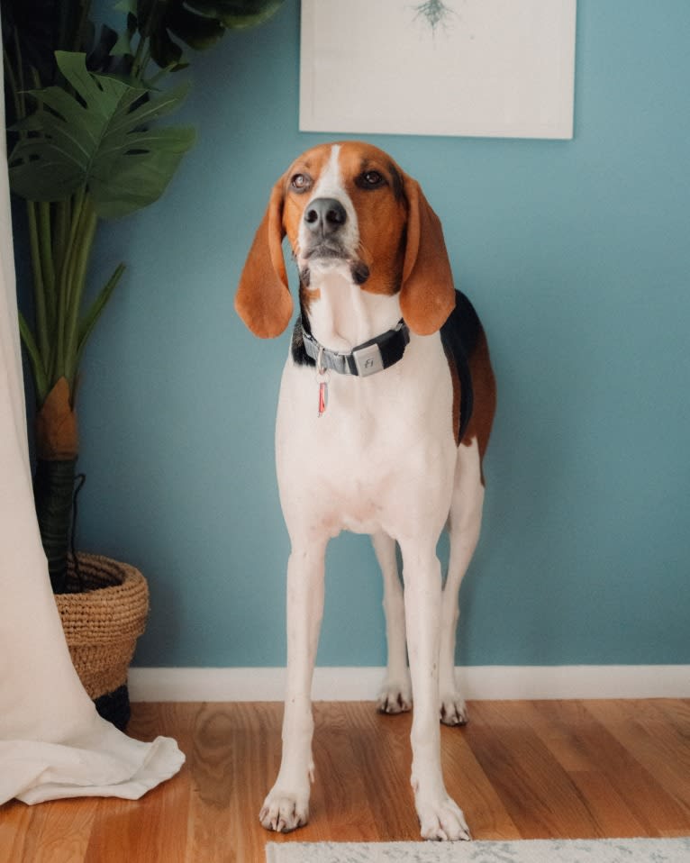 Carl, a Treeing Walker Coonhound tested with EmbarkVet.com