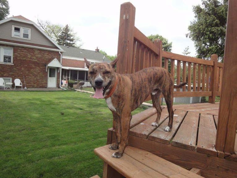 Butkus, a Basenji and American Pit Bull Terrier mix tested with EmbarkVet.com