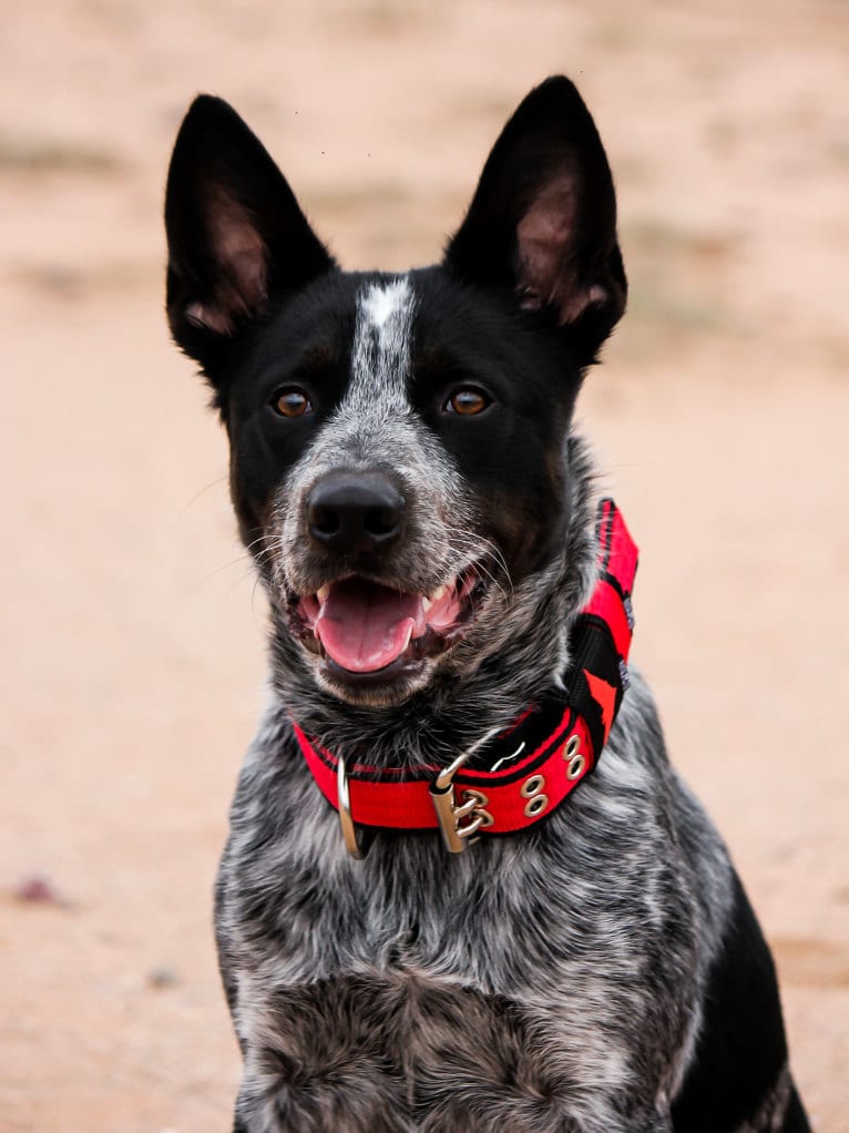 Bruce, an Australian Cattle Dog tested with EmbarkVet.com