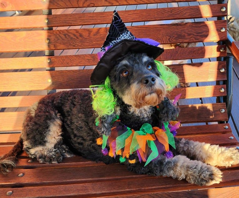 Huiterty Dixie Tulip, a Cockapoo tested with EmbarkVet.com