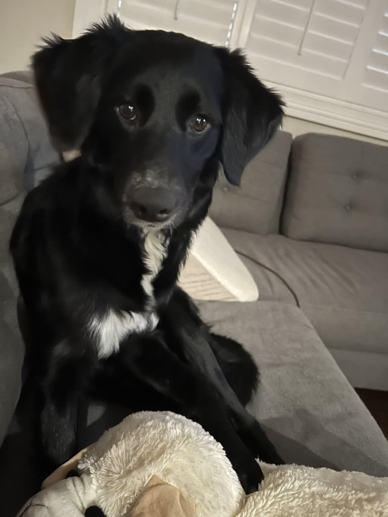 Ryliejane, a Labrador Retriever and Border Collie mix tested with EmbarkVet.com